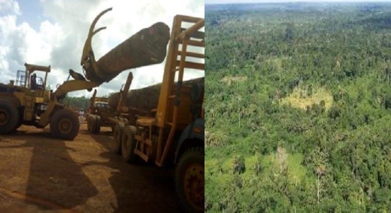 First National Forest Forum Taking Place In Nimba, Liberia – News ...