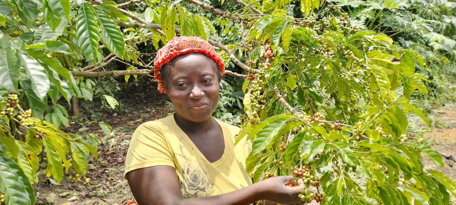 Liberian Coffee Growers Express Enthusiasm For Coffee Project Financed ...